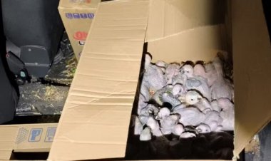 Mais de 120 filhotes de araras-canindé e papagaios são resgatados em caixas de papelão em MG